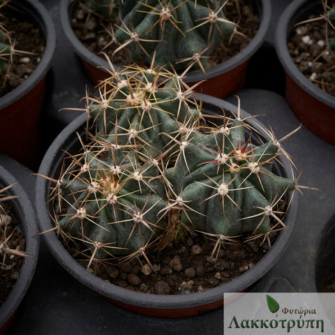 Ferocactus horridus 