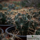 Ferocactus horridus 