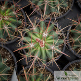 Ferocactus stainesii