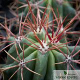 Ferocactus stainesii