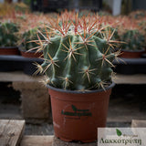 Ferocactus pilosus
