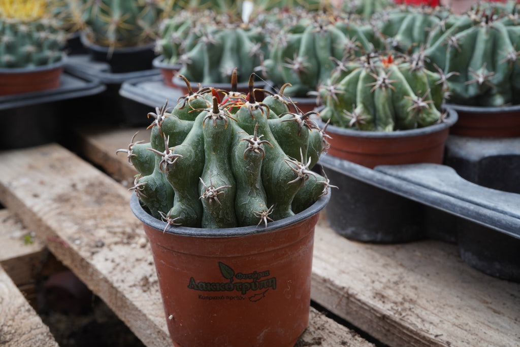士魂植栽Dyckia SilverFox CrownofThorn Dyckia 'Silvertooth Tiger' at San Marcos Growers