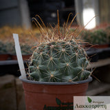 Ferocactus hamatacanthus 