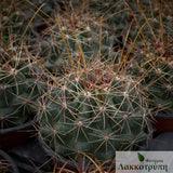 Ferocactus hamatacanthus 