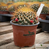 Mammillaria nivosa
