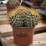 Mammillaria nivosa
