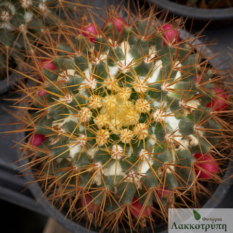 Mammillaria nivosa