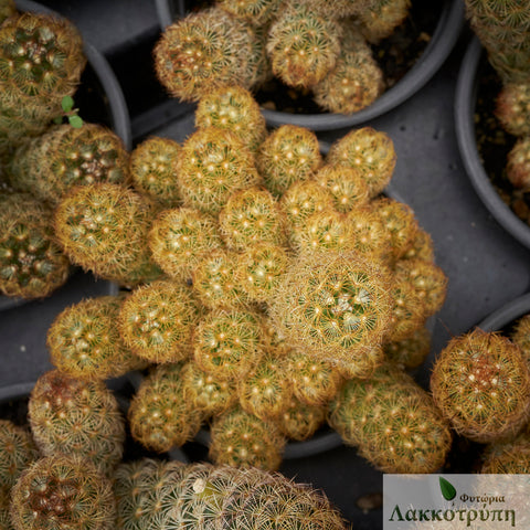 Mammillaria elongata cv. Kopper King