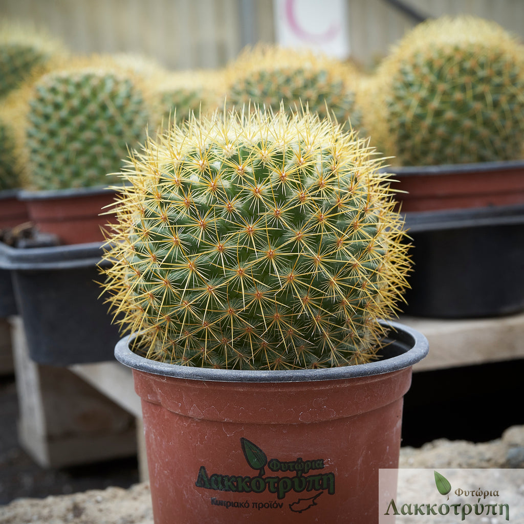 Mammillaria rhodantha – Cyprus Cactus