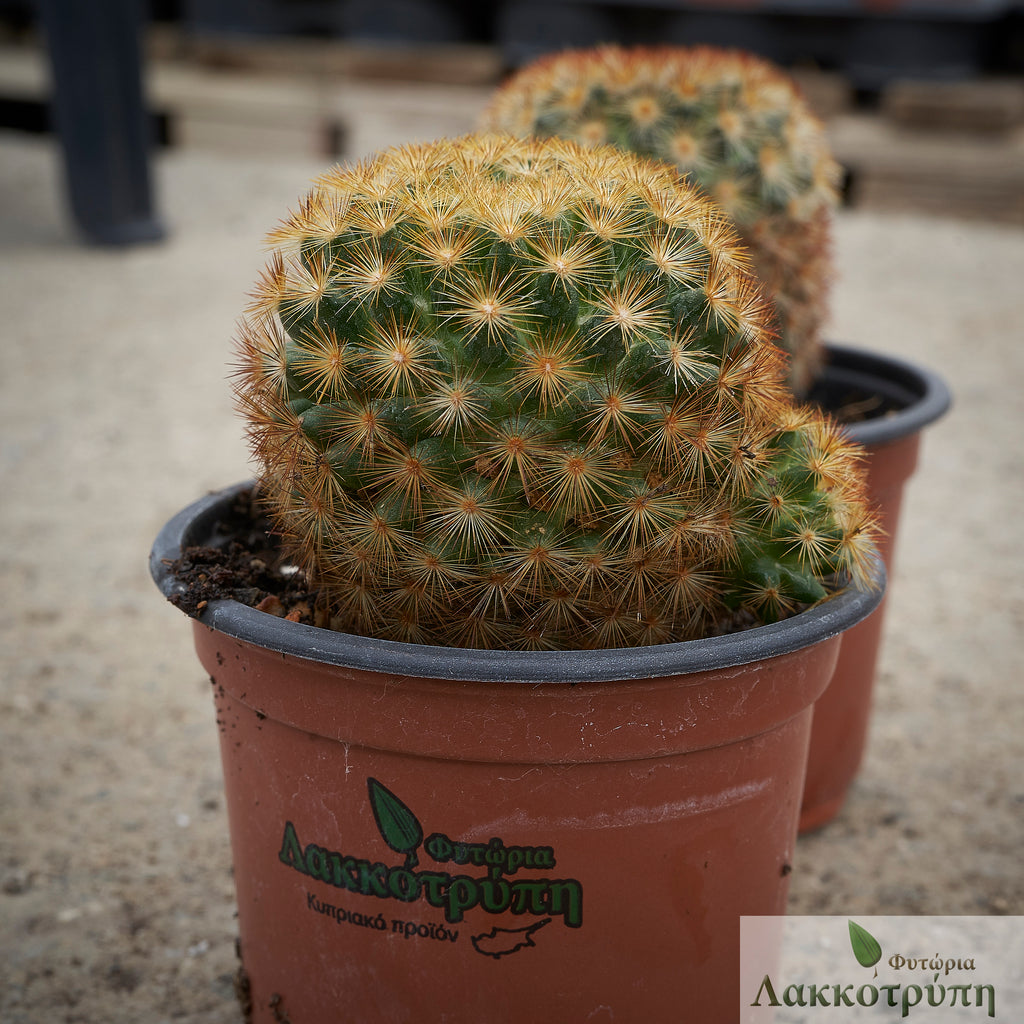 Mammillaria carmenae "rubrispina"  Cyprus Cactus