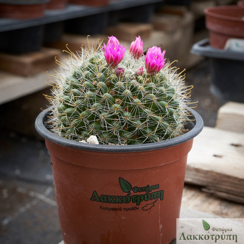 Mammillaria zeilmanniana – Cyprus Cactus