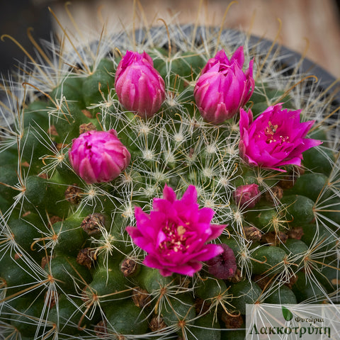 Mammillaria zeilmanniana