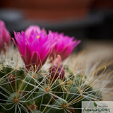 Mammillaria zeilmanniana