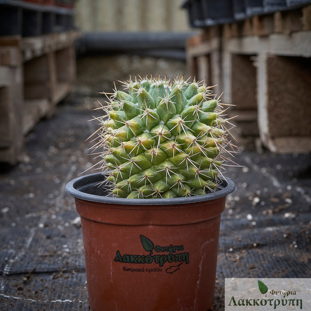 Mammillaria compressa variegata – Cyprus Cactus