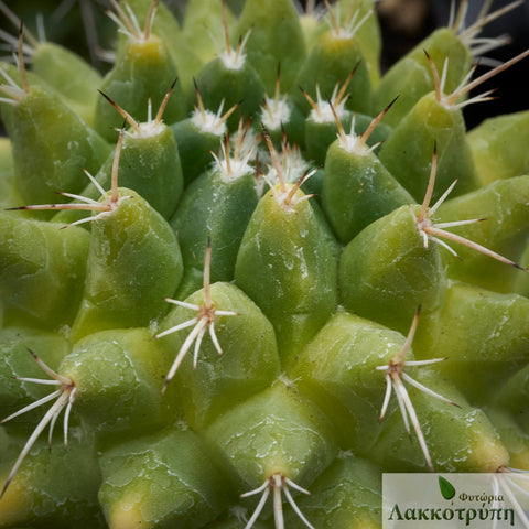 Mammillaria compressa variegata