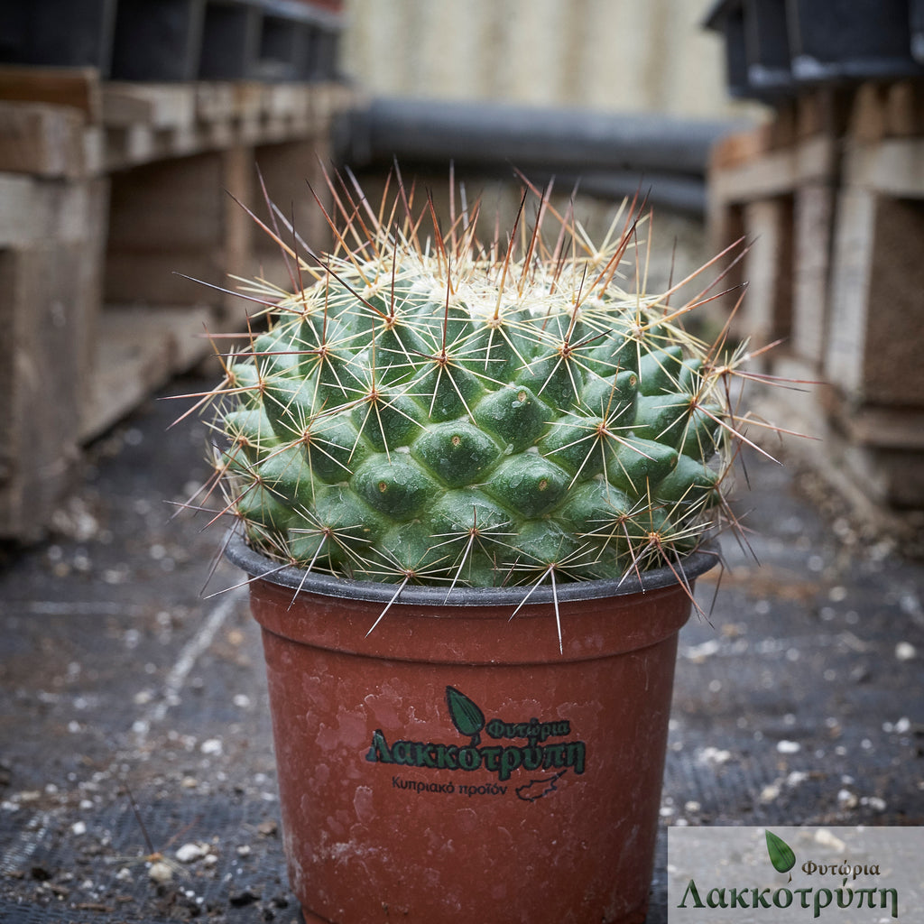 Mammillaria melanocentra rubrograndis – Cyprus Cactus