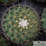 Mammillaria melanocentra rubrograndis