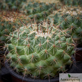 Mammillaria melanocentra rubrograndis