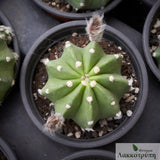 Echinopsis subdenudata