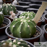 Echinopsis subdenudata