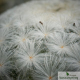 Mammillaria plumosa
