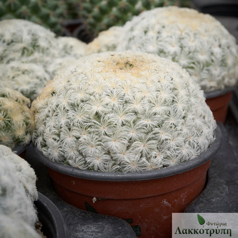 Mammillaria plumosa