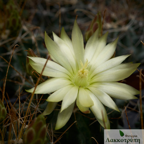 Ferocactus hamatacanthus 