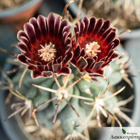 Sclerocactus uncinatus