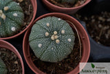 Astrophytum asterias