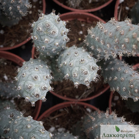 Opuntia diademata inermis