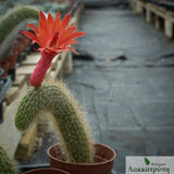 Hildewintera colademononis