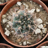 Gymnocalycium neuhuberi