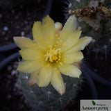 Copiapoa humilis