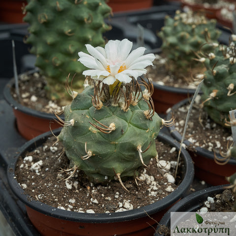 Turbinicarpus krainzianus