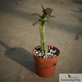 Frerea indica