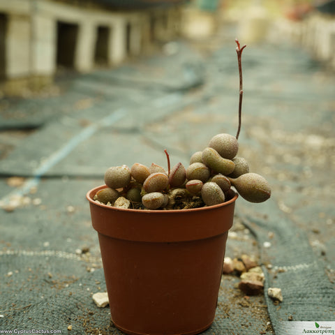 Adromischus marianiae (bryan)