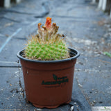 Parodia microsperm