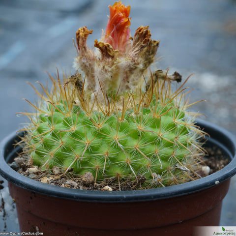 Parodia microsperm