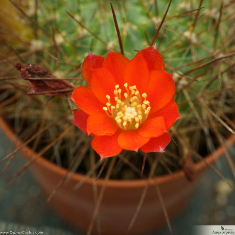 Rebutia fiebrigii brunispina