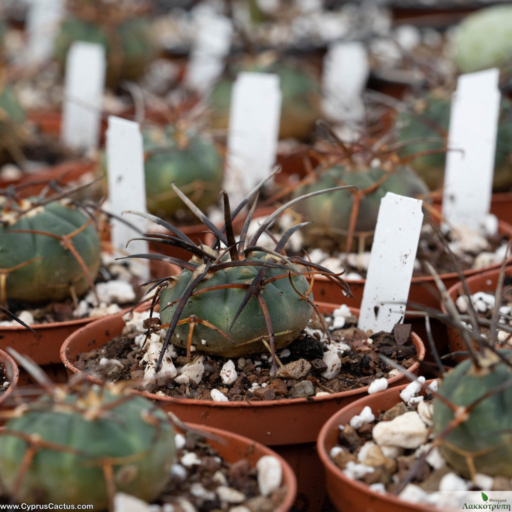 Gymnocalycium armatum – Cyprus Cactus