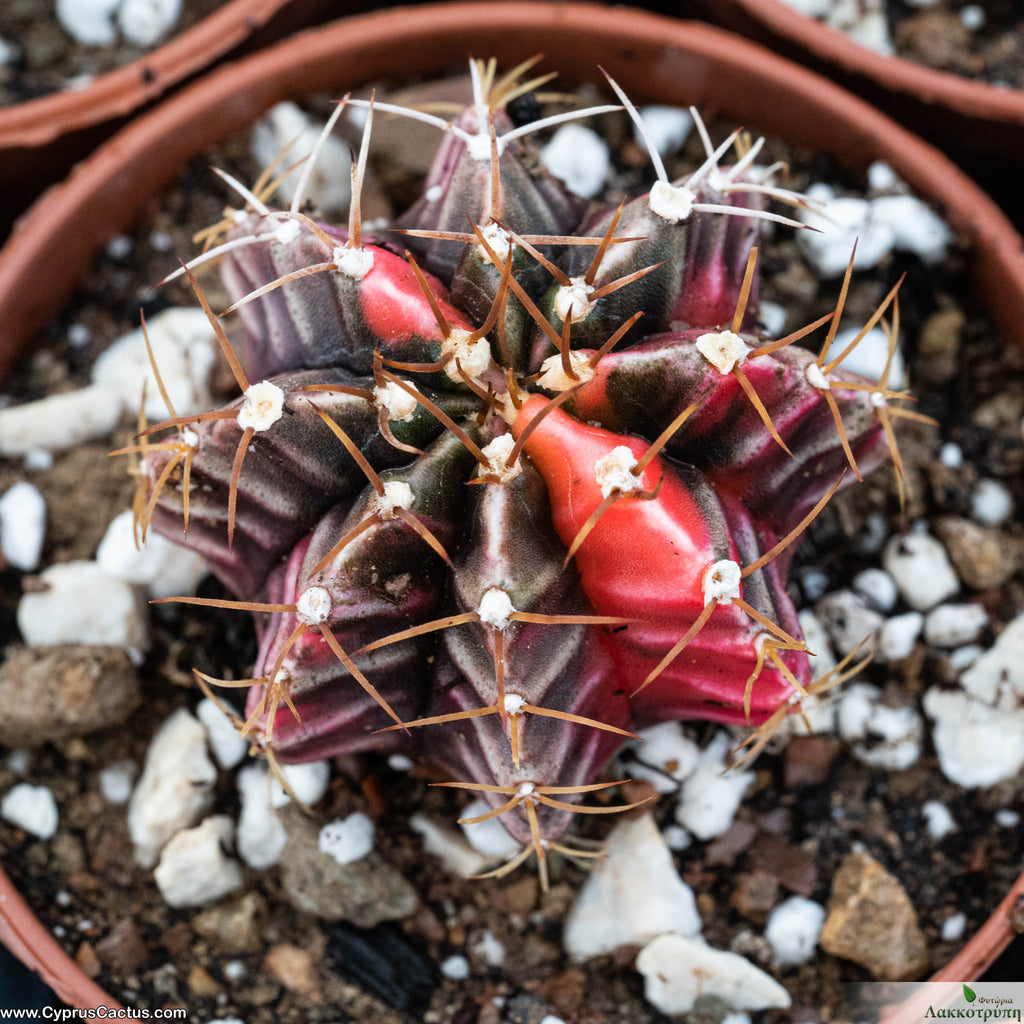 Gymnocalycium mihanovichii variegata – Cyprus Cactus
