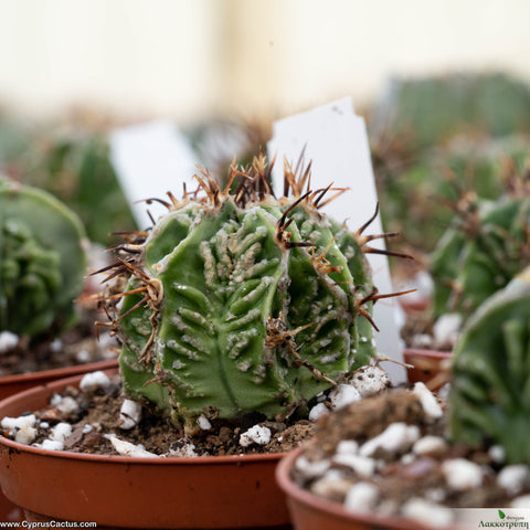 Astrophytum Dinosaurs