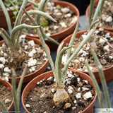 Astrophytum caput-medusae