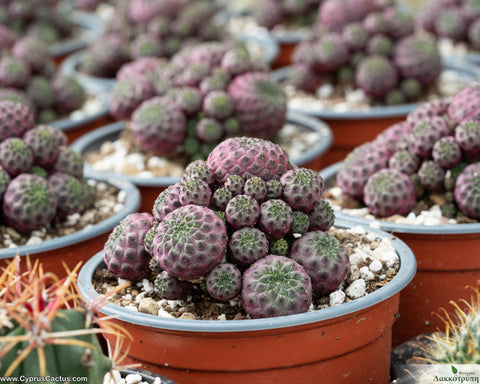 Sulcorebutia rauschii