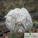 Astrophytum myriostigma fucuvios snow