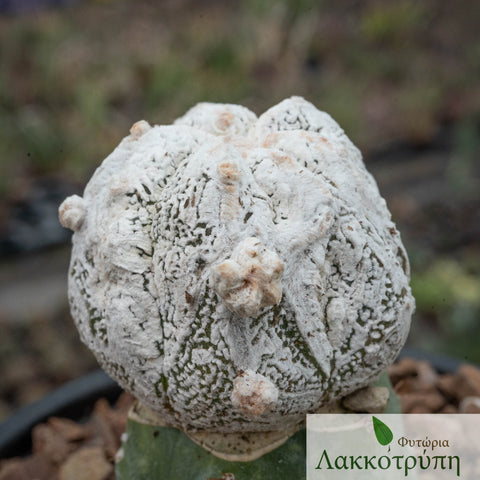 Astrophytum myriostigma fucuvios snow