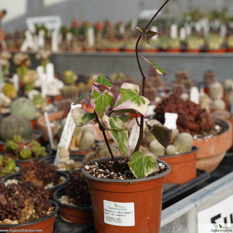 Senecio macroglossus variegated