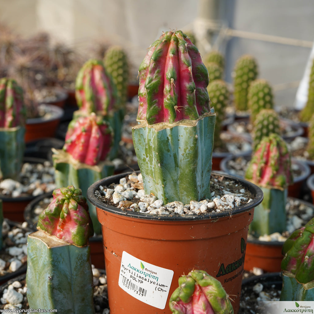 Myrtillocalycium “Polyp” Cyprus Cactus