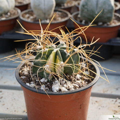 Astrophytum capricorne variagata (ONLY ONE PLANT AVAILABLE)