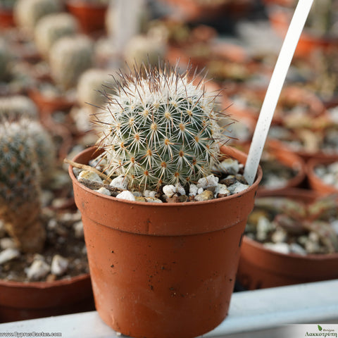 Turbinicarpus booleanus